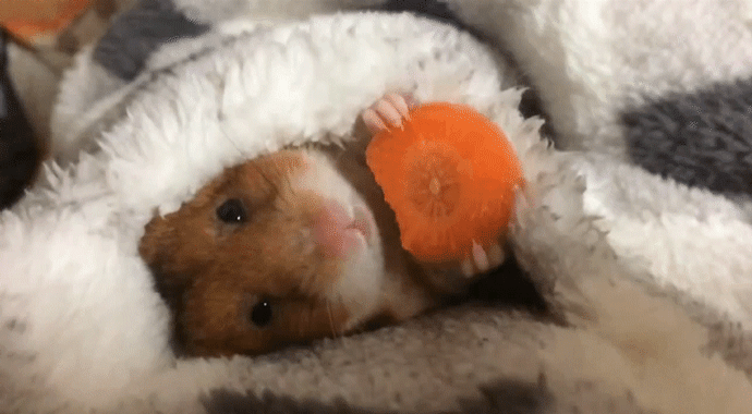 hamster,loop,snack,bedtime