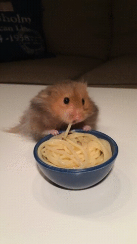 hamster,adorable,noodles,eyebleach,eats