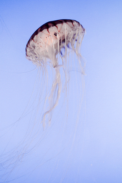 Медуза Джеллифиш. Медуза cyanea lamarckii. Стая медуз. Передвижение медузы. Медуза не умеет плавать в ночи