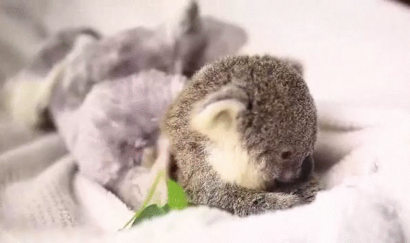 koala,baby