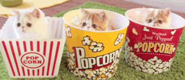popcorn,cat,kitten