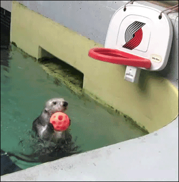 sea otter,cute,basketball,animal,adorable,otter,hoops
