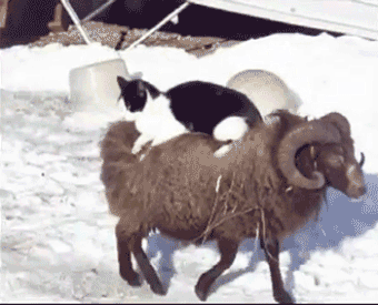 taxi,friendship,cat,sheep,riding,ram,lolcat