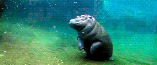 hippo,flip,underwater