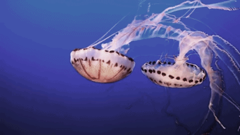 jellyfish,sea,pastel