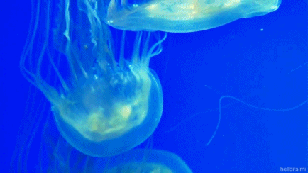 jellyfish,blue,animals,swimming,down,floaty,jellyfidh,miiiiiiiiiiiiiiiine