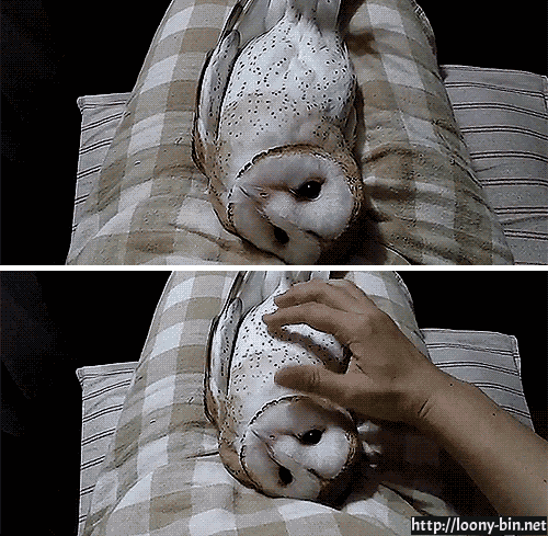 sleepy,owl