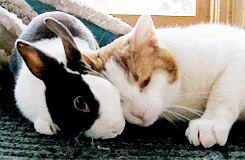 rabbit,cat,animals,kiss,kitten,groom