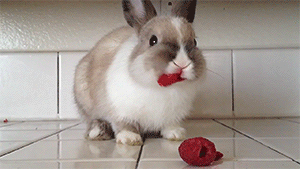 fruit,adorable,eating,rabbit,bunny,raspberry