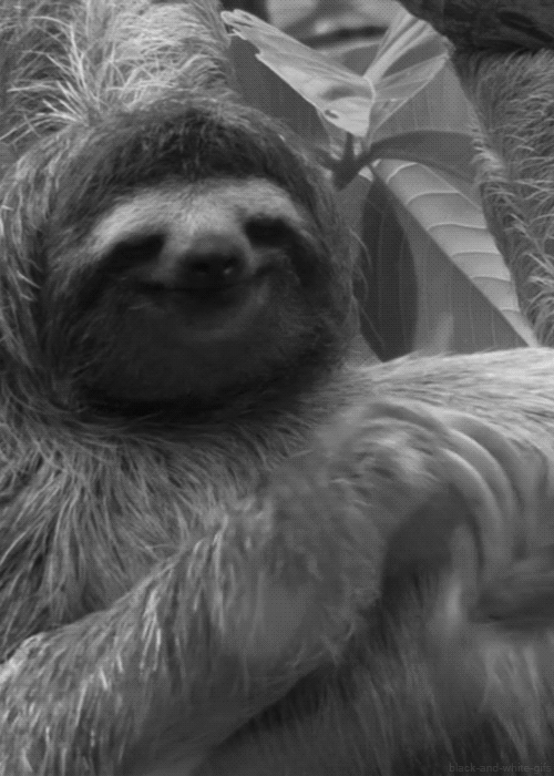 Sloth itch GIF.