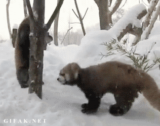animals,red panda,humorous,reaction,snow,walk,pounce,for fun