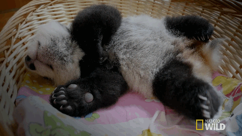 panda,pandas,cute,falling asleep,sleepy,nap,baby panda,mission critical,napping,panda babies