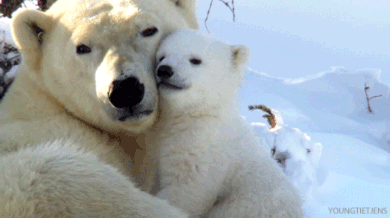 polar bear,cuddling,love,hug