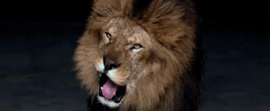 lion,roar,animals