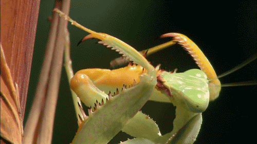 Mantis animations. Живые насекомые. Богомол. Богомол насекомое. Богомол ест насекомых.