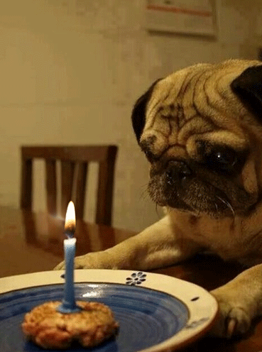 happy birthday,birthday,dog,candle,feliz cumpleanos,pug,pugs