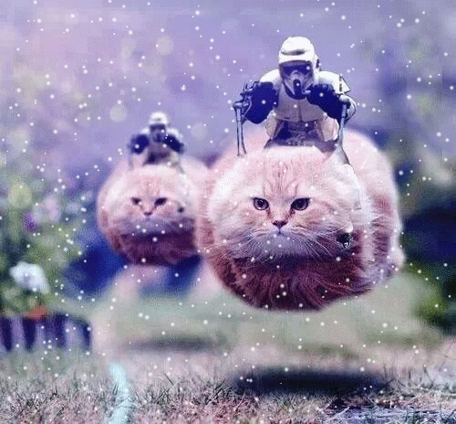 snow,flying,flying cat,cat