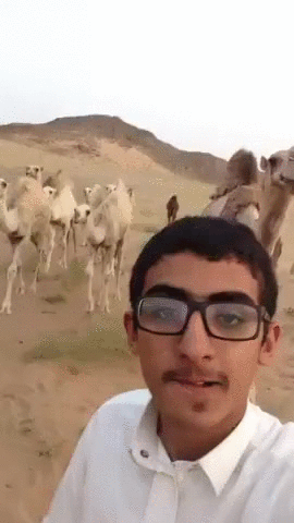 camel,selfies