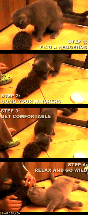 cat,hedgehog,instruction