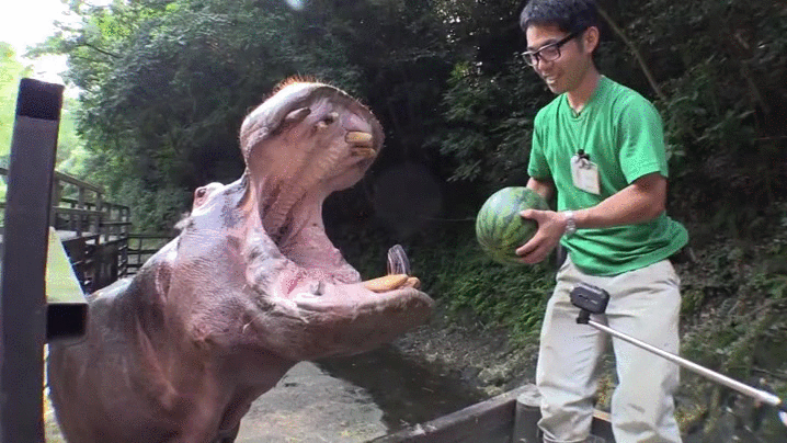 watermelon,hippo