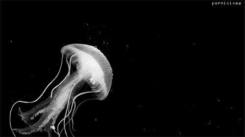 jellyfish,ocean,animals,beautiful,sea,move,swim,blak and white