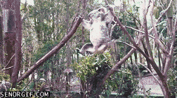 climbing,animals,cute,mama,koala,carrying