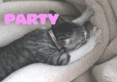happy birthday cat,party,party cat