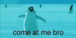come at me bro,animals,penguin