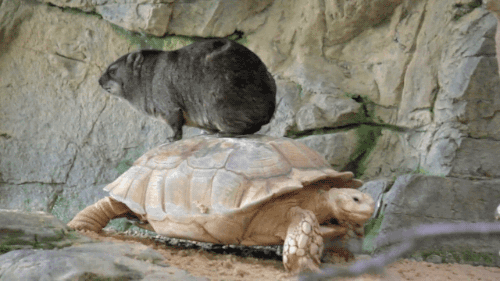 tortoise,capybara,animal friendship,turtle,animals riding on animals
