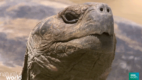 turtle,wink,cheeky,bbc earth,natural world,perfect partners