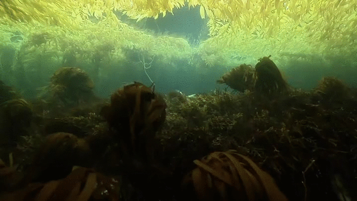kelp,forest,underwater