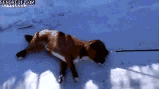 animals,dog,snow,playing,laying down,dragged,civil disobedience