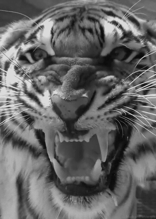 tiger,animals,cat,black and white,roar