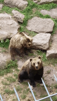 bear,dancing