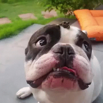 bulldog,frog,face