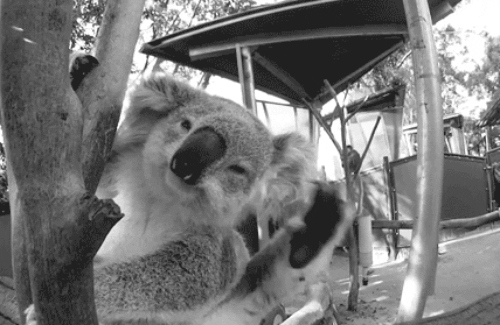 koala,animals,nature