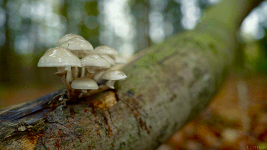 rain,autumn,water,nature,cinemagraph,fall,forest,perfect loop,cinemagraphs,mushrooms,drops,videography,log,living stills,raindrops
