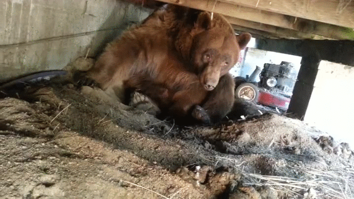 bear,brown,cave,porch,underneath