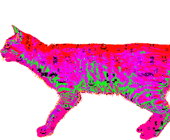 serious,transparent,cat,colorful,spining