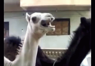 camel,tickle,laugh
