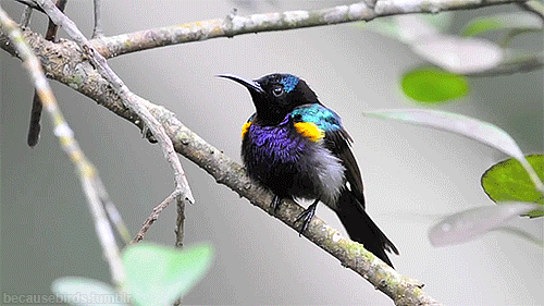 forest,animals,birds,adorable,nature,pretty,colorful,aww,squee,feathers,ornithology,sunbird,fat bird