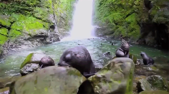 waterfall,baby,epic,hundreds,seal