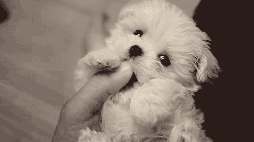 maltese,black and white,dog,adorable,puppy,black,white,dog s,roll over,puppy s