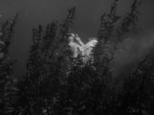 Creature from the black lagoon vintagehorror universal horror GIF.