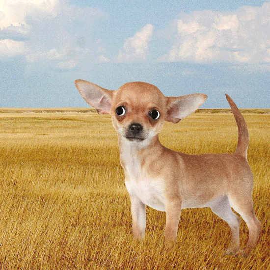 chihuahua,dog,field,void,percolate galactic,no touch,the infinite