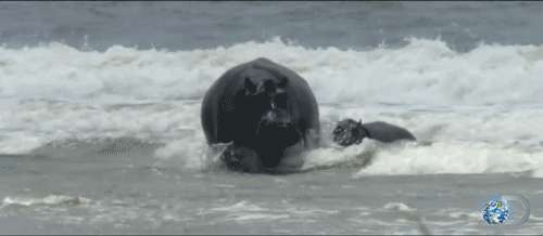 hippo,natural,animals,nature,animal,amazing,adorable,water,entertainment,discovery channel,discovery,documentary,surfing,tv series,whoa,africa,splash,rare,legendary,discovery network,hippos,tv doc,african animal