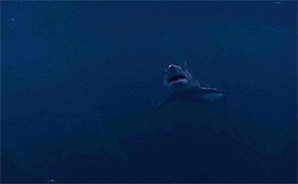 Море акула гифка.