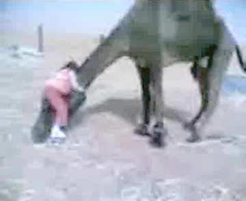 humpday,camels,funny,animals,kids,climbing