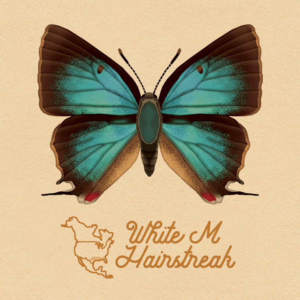 butterfly,eleanor lutz,art,illustration,neonmob,tabletopwhale