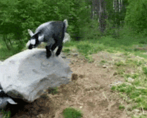 Animated GIF: goat.